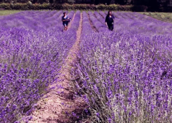 На Тернопільщині висадять лавандове поле
