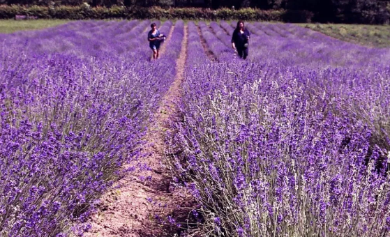 На Тернопільщині висадять лавандове поле