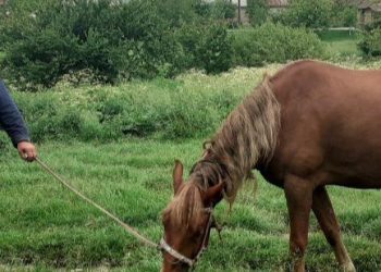 На Тернопільщині судили школярів, які покрали коней