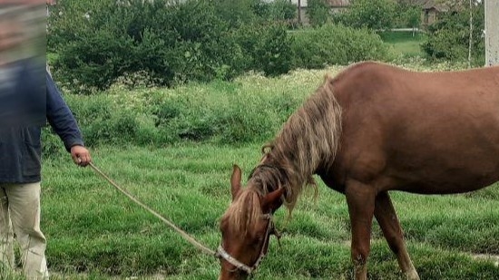 На Тернопільщині судили школярів, які покрали коней