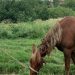На Тернопільщині судили школярів, які покрали коней