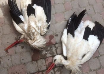 Лелека два дні не покидав гнізда, де помирала його кохана: на Тернопільщині птахи загинули через невідому отруту