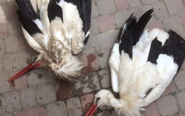 Лелека два дні не покидав гнізда, де помирала його кохана: на Тернопільщині птахи загинули через невідому отруту