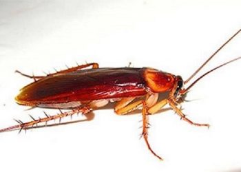 Моторошний випадок в Тернополі: хлопчикові у вухо залізла жахлива істота