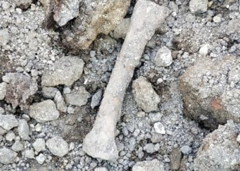 У центрі Тернополя вирили котлован і натрапили на кістки (Фото)