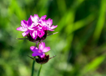Горить і не згорає: на Тернопільщині квітне біблійна небезпечна рослина (Фото)