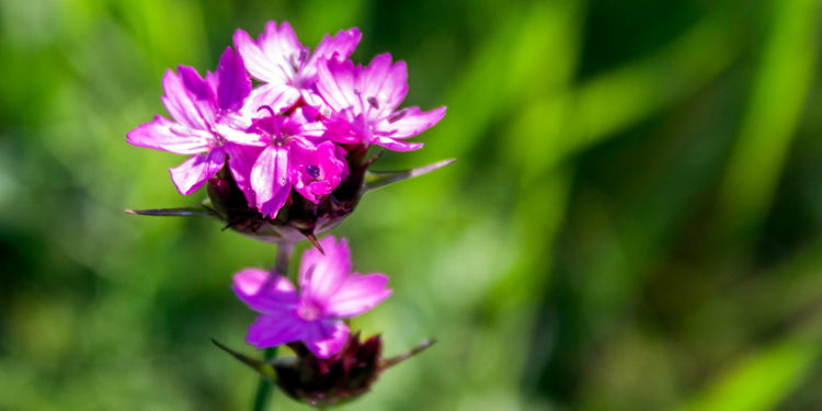 Горить і не згорає: на Тернопільщині квітне біблійна небезпечна рослина (Фото)