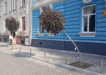 У Тернополі невідомі намагалися зламати червонолисті клени (Фото)