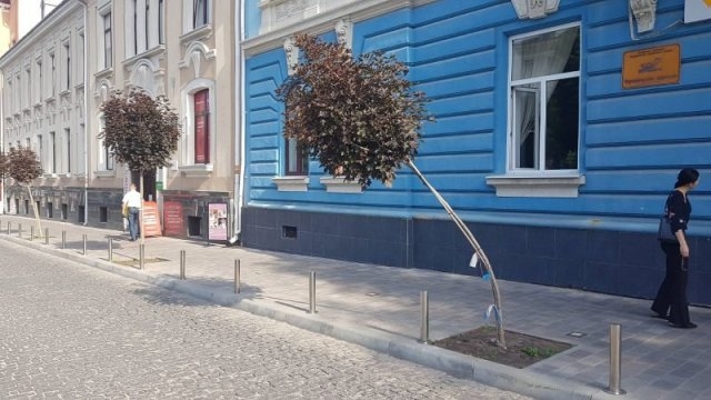 У Тернополі невідомі намагалися зламати червонолисті клени (Фото)