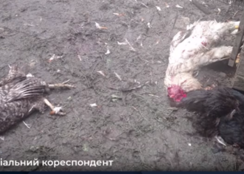 “Морда не зрозуміла”: жителі села біля Тернополя нажахані невідомою твариною-убивцею (Відео)