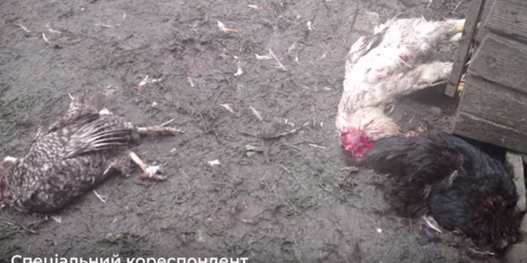 “Морда не зрозуміла”: жителі села біля Тернополя нажахані невідомою твариною-убивцею (Відео)