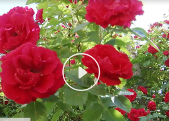 Вулиця троянд: у Тернополі з’явилося ще одне місце для селфі (Відео)