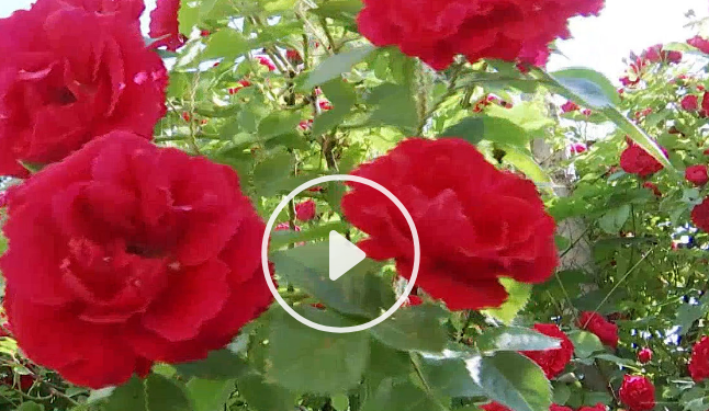 Вулиця троянд: у Тернополі з’явилося ще одне місце для селфі (Відео)