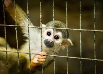 У Тернополі зоозахисники домоглись скасування виставки тварин