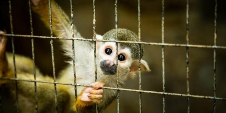 У Тернополі зоозахисники домоглись скасування виставки тварин