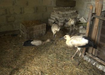 З’їдають два кілограми риби на день: подружжя з Тернопільщини виходжує лелеченят (Фото)