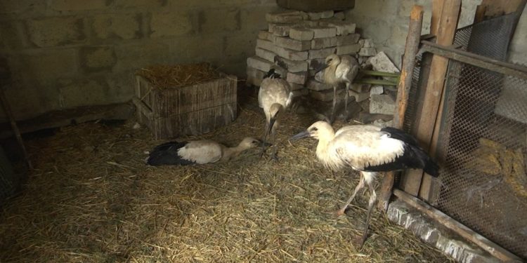 З’їдають два кілограми риби на день: подружжя з Тернопільщини виходжує лелеченят (Фото)