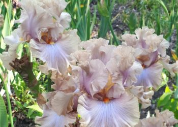 “Ви такогого ще не бачили”: тернополянин вивів новий сорт квітів (Фото)