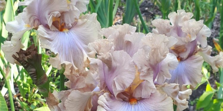 “Ви такогого ще не бачили”: тернополянин вивів новий сорт квітів (Фото)