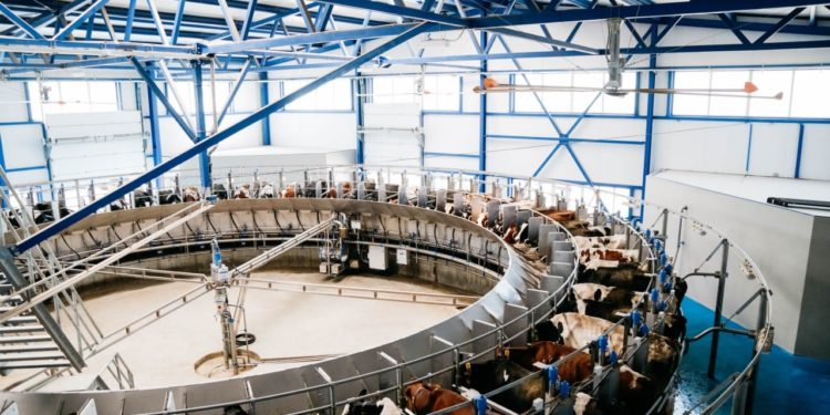 Морозиво популярної торгової марки виготовляють з молока корів «Бучачагрохлібпрому» (фото)