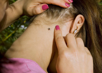 На жителів Тернопільщини нападають кліщі