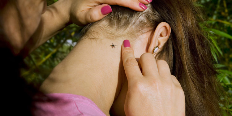 На жителів Тернопільщини нападають кліщі