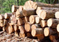 В одному з лісгоспів Тернопільщини виявили масштабні розтрати