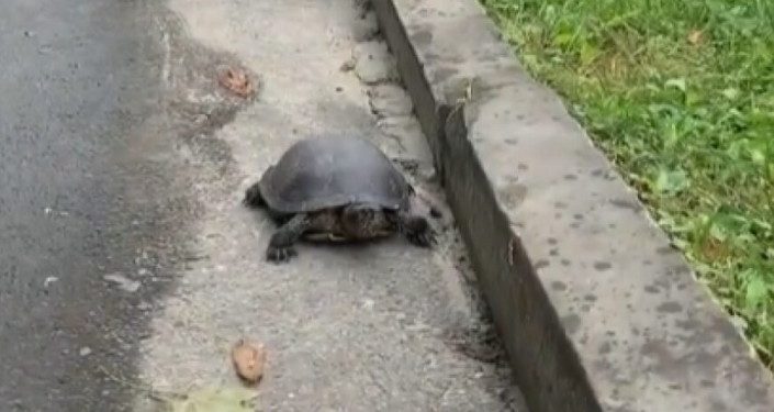 У Тернополі в парку розгулювала черепаха (Фото)