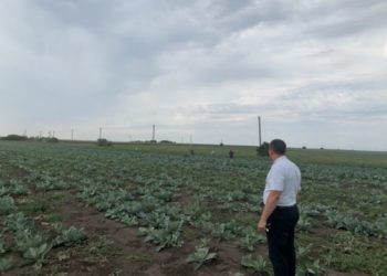 Тернопільщина: на полі під час збирання овочів виявлено майже 30 неоформлених працівників