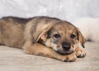 На Тернопільщині чоловік жорстоко познущався з тварини