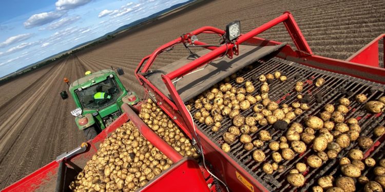 «Контінентал Фармерз Груп» збирає урожай картоплі