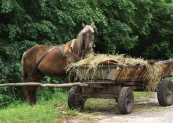 Жінці відірвало частину вуха: на Тернопільщині зіткнулися автомобіль і підвода