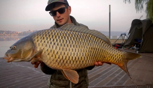 У Тернопільському ставі рибалка впіймав гіганського коропа (Фото)