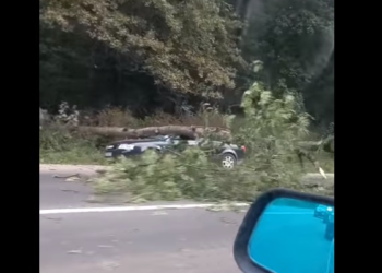 На Тернопільщині дерево впало на автомобіль, припаркований біля лісу (Відео)
