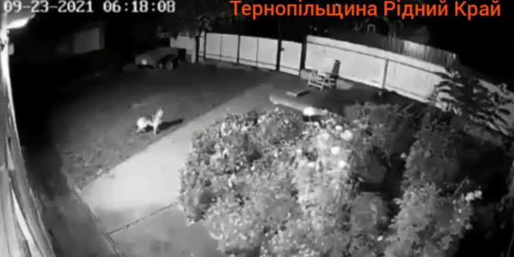 У Мережі з’явилося відео землетрусу на Тернопільщині