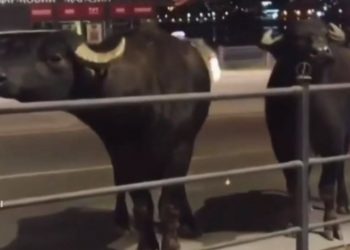 У центрі Тернополя прогулювались буйволи (Відео)