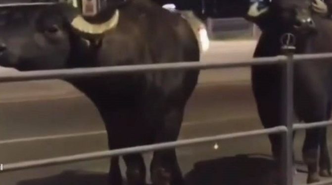 У центрі Тернополя прогулювались буйволи (Відео)