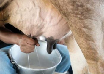 На Тернопільщині оштрафували жінку, яка отримувала соцдопомогу і здавала молоко