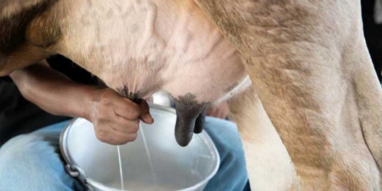 На Тернопільщині оштрафували жінку, яка отримувала соцдопомогу і здавала молоко