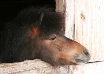 У зоокутку в парку “Топільче” помер поні: у нього виявили сибірку