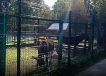 Через спалах сибірки тернопільський зоокуток закрили на карантин