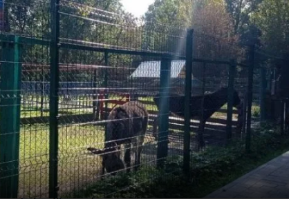 Через спалах сибірки тернопільський зоокуток закрили на карантин