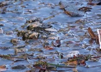 Сморід та бруд у центрі Бережан: попри синагогу щодня ріками течуть нечистоти, а що робить влада? (Відео)