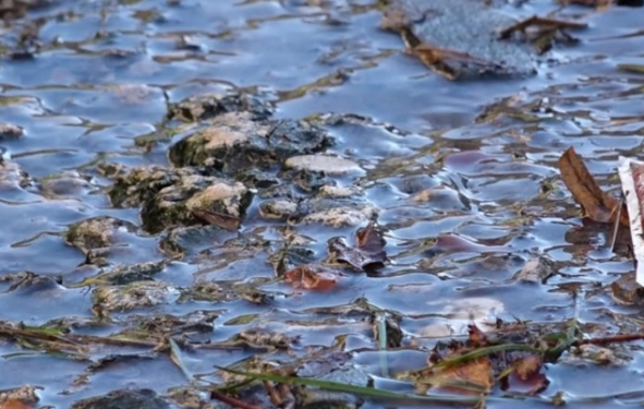 Сморід та бруд у центрі Бережан: попри синагогу щодня ріками течуть нечистоти, а що робить влада? (Відео)