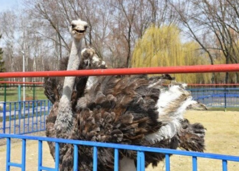 Сибірка в зоокутку: чи безпечно гуляти у парку “Топільче” (Відео)