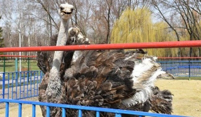 Сибірка в зоокутку: чи безпечно гуляти у парку “Топільче” (Відео)