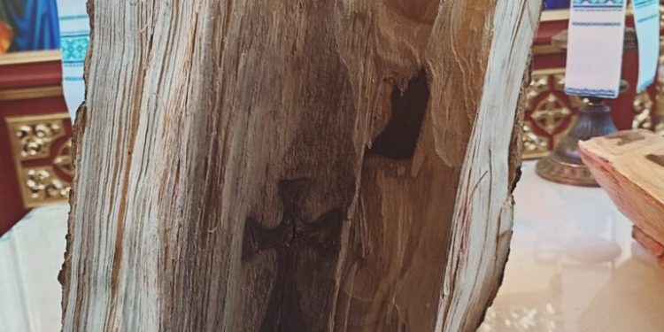 На Тернопільщині знайшли зображення двох хрестів, розрубавши дерево (Фото, Відео)