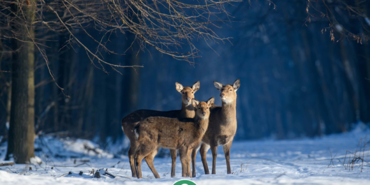 Фото з Кременеччини потрапило у 10 найкращих світлин фотоконкурсу “Вікі любить Землю”