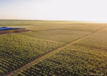 ФГ «Гадз» зібрало понад 40 сортів яблук