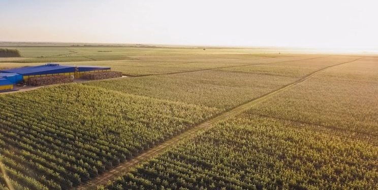 ФГ «Гадз» зібрало понад 40 сортів яблук